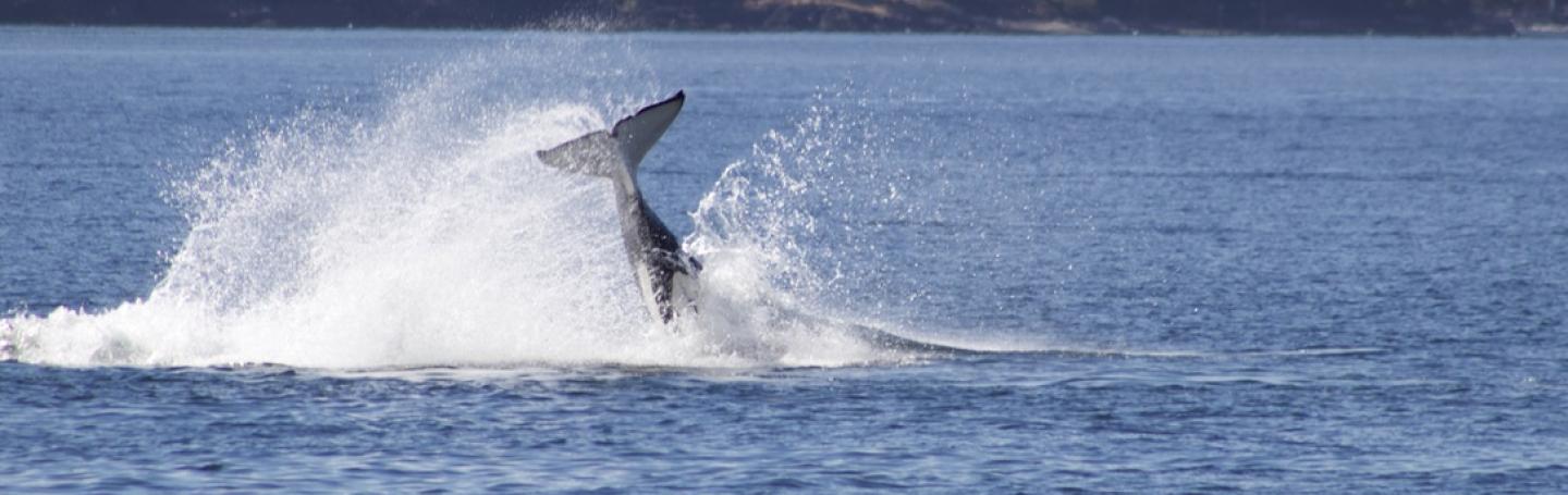 T65B hunts with her family near Lopez Island Bigg's Orcas