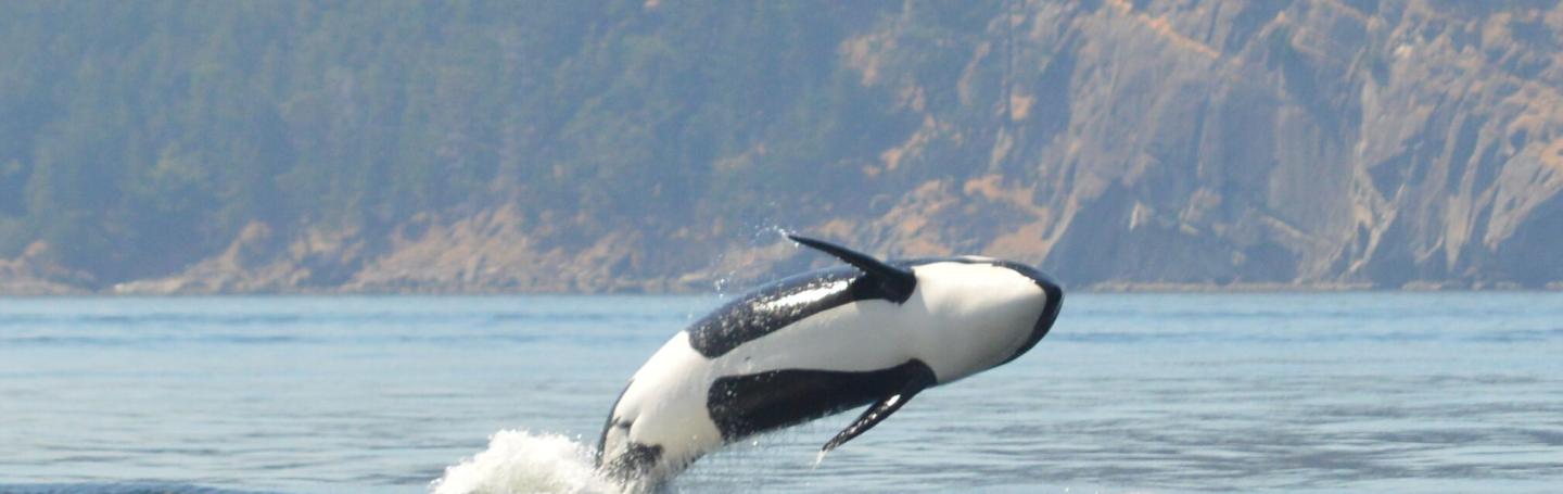 Bigg's Killer Whales Breaching! Bigg's Killer Whales Breaching!