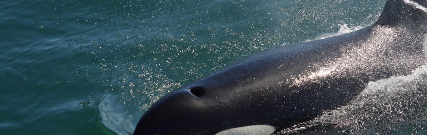 Solo Orca Traveling in the Salish Sea Bigg's Killer Whale Near Victoria B.C.