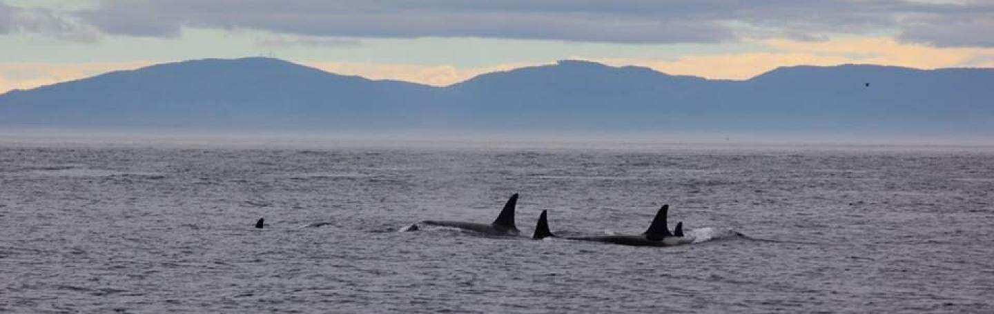 Orcas in the Salish Sea Bigg's Killer Whales near San Juan Island