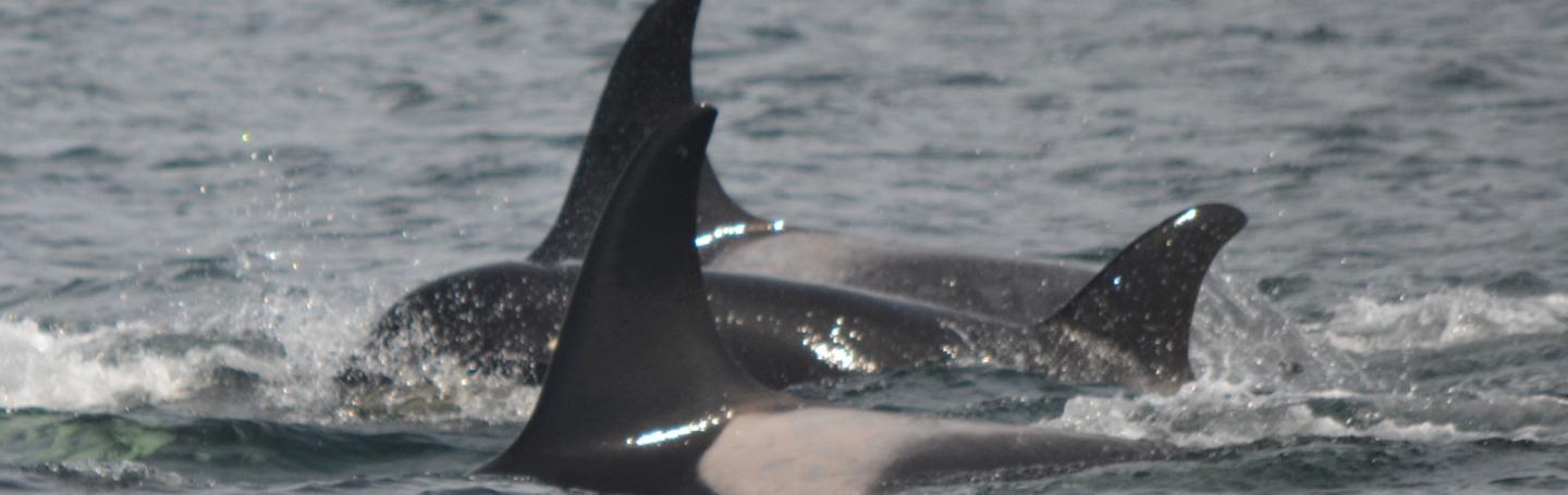 Southern Resident orcas in the J-2 family Members of J pod Southern Resident Killer Whales