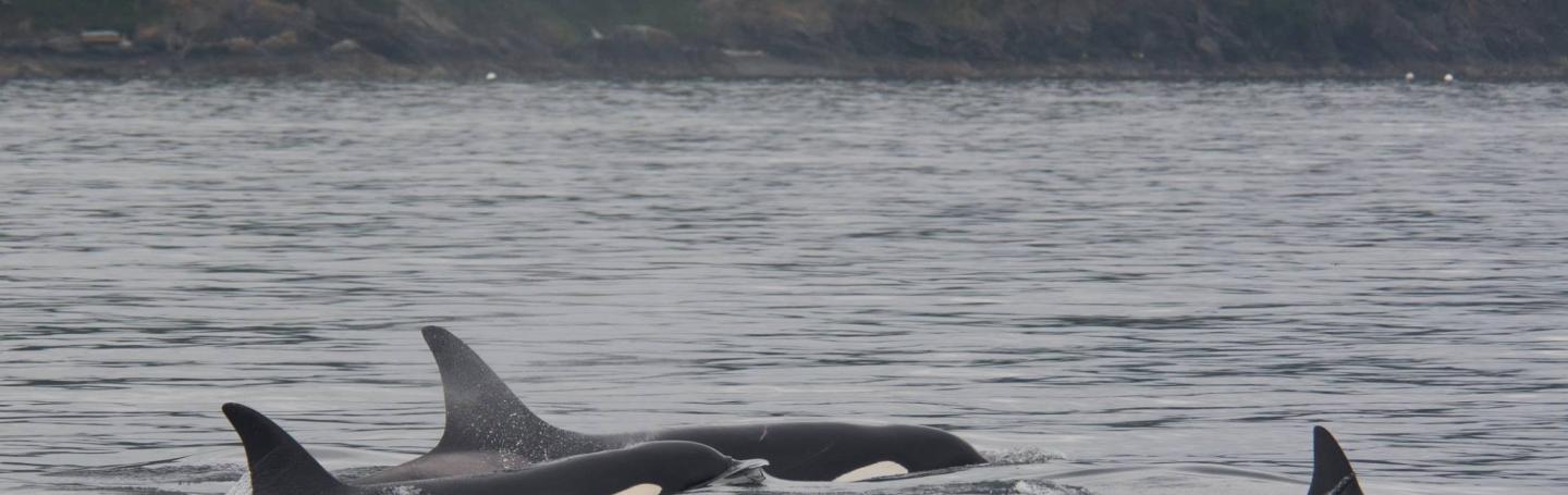 Bigg's killer whales in the Salish Sea Bigg's killer whales in the Salish Sea