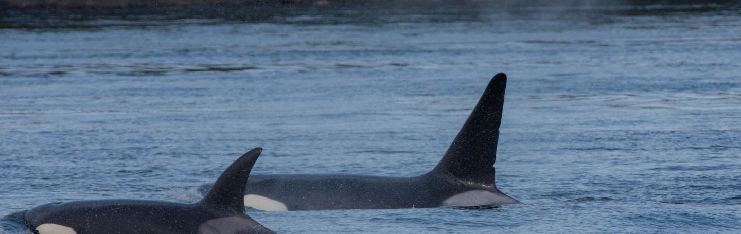 Bigg’s Killer Whale Bigg’s Killer Whale