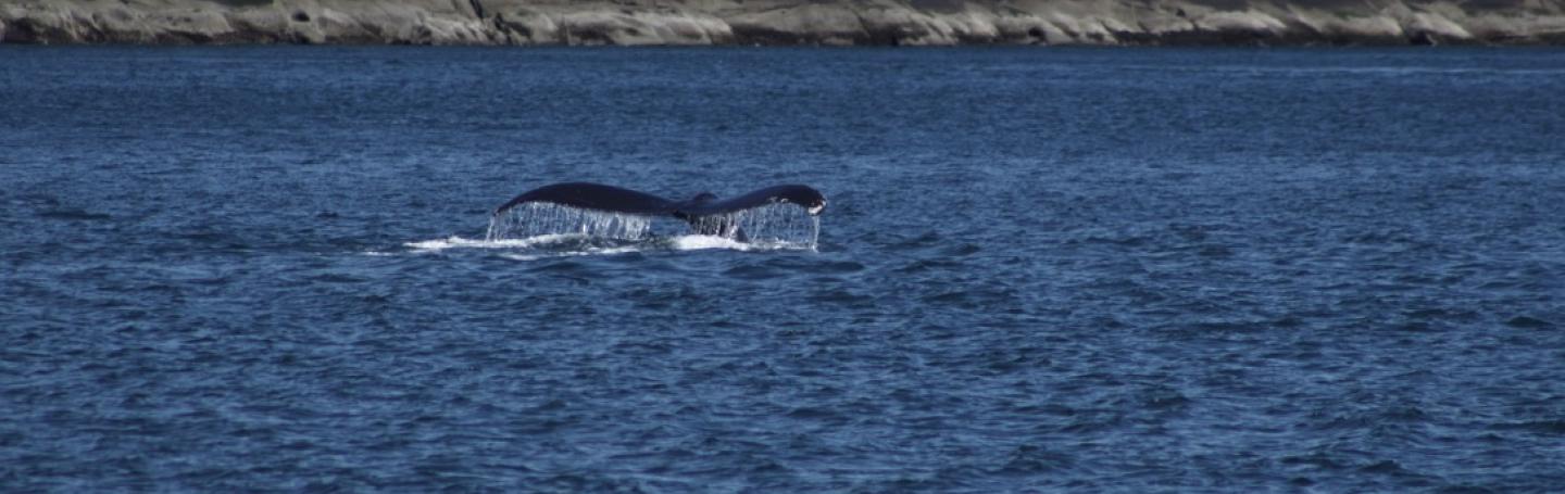 Windy (MMY0006) flukes up near East Point on Saturna Island Humpback Whale