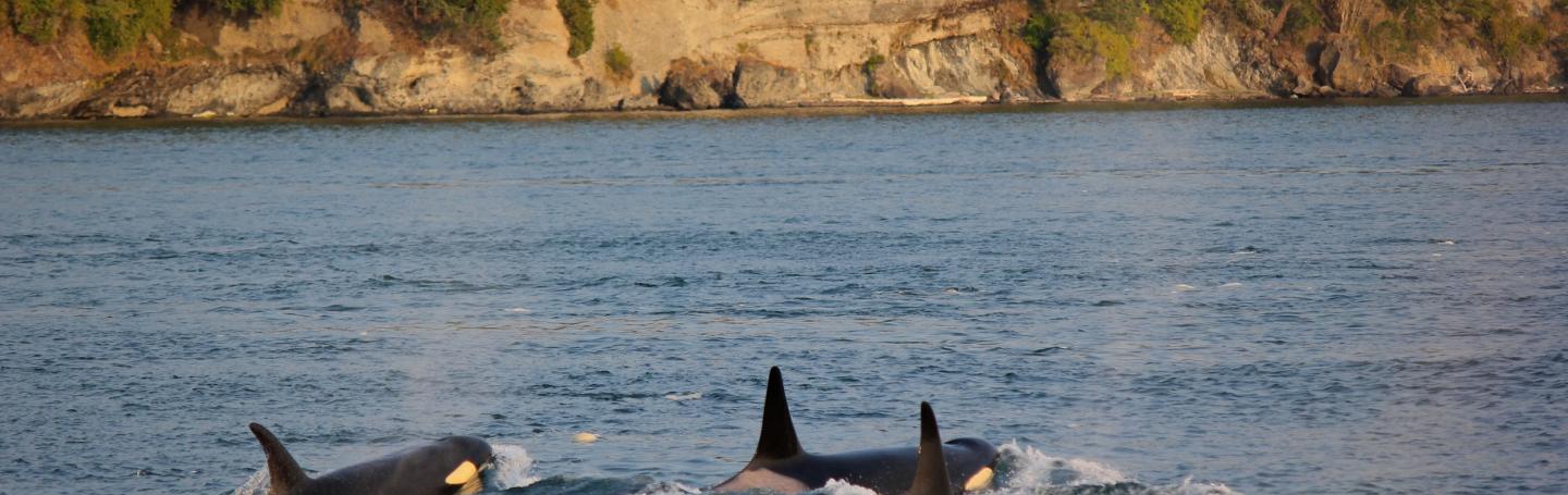 Bigg's Killer Whales Travel to Friday Harbor Bigg's Killer Whales Travel to Friday Harbor