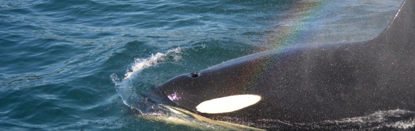 A Transient Orca Whale