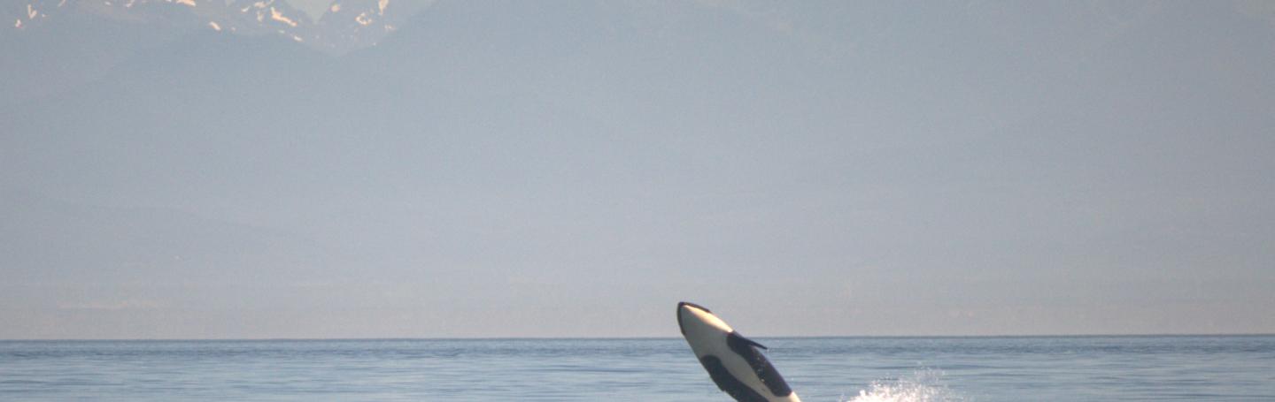 Breaching orca in front of the Olympic Mountains Breaching killer whale calf