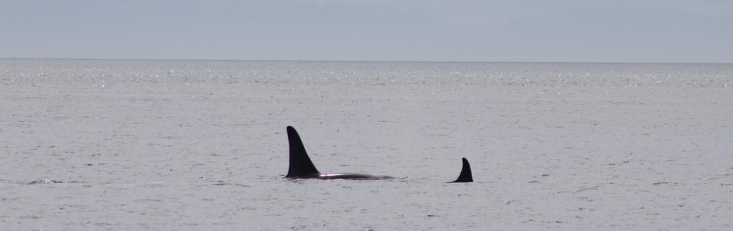 J pod Orcas Southern Resident Orcas