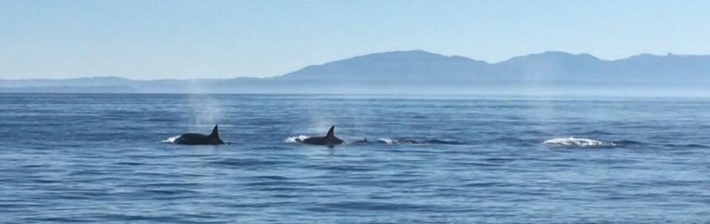 California Transient Killer Whales in the Salish Sea