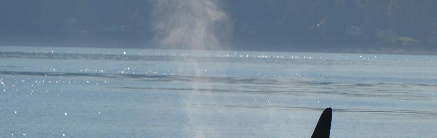 Killer whales at the surface Orcas Surfacing