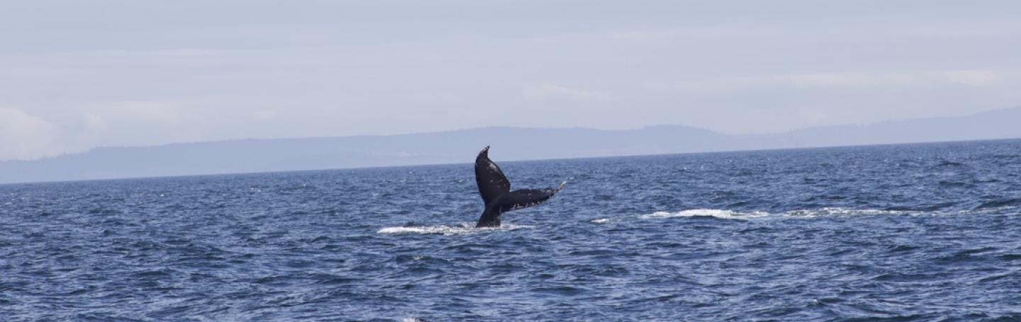 Humpback Whale Tail lobs Humpback Whale