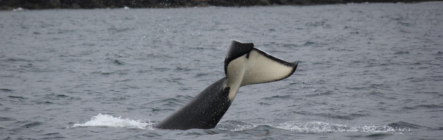 J Pod in Swanson Channel J Pod in Swanson Channel