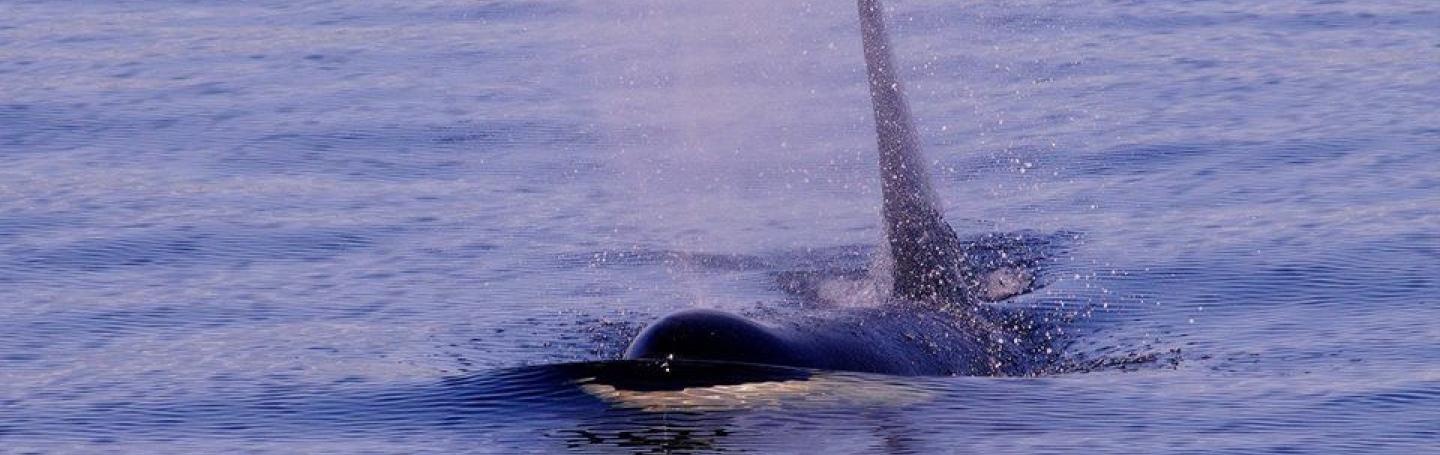 Bigg’s Killer Whale Bigg’s Killer Whale