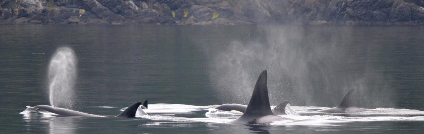 Killer Whales in the Salish Sea Bigg's Killer Whales in the San Juan Islands