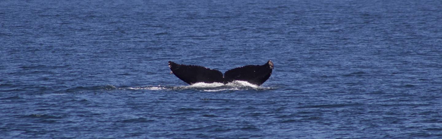 Humpback Whale traveling in Haro Strait Humpback Whale
