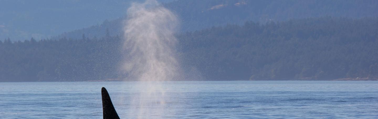 Male Killer Whale Surfacing Male Killer Whale Surfacing