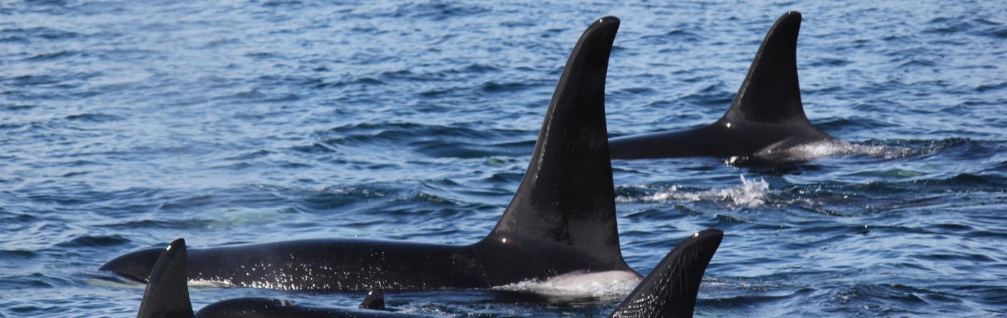 Bigg's Killer Whales in Canadian Waters