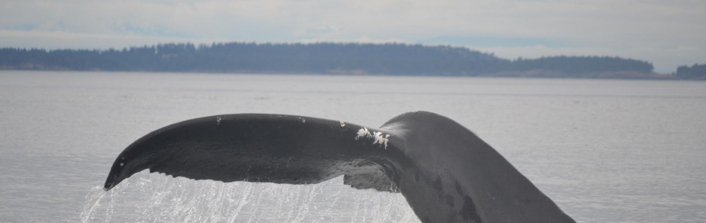 Humpback Whale