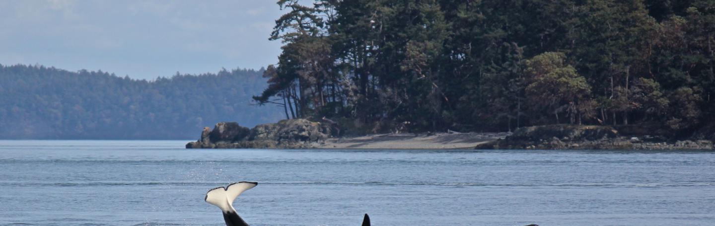 Bigg's Killer Whales! Bigg's Killer Whales!!