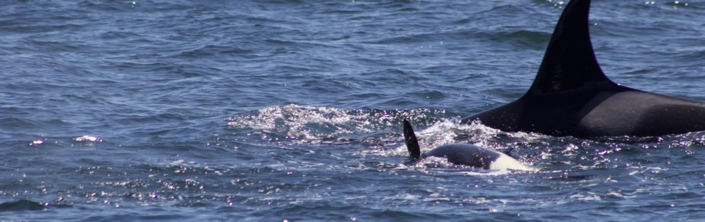 J31 and J56 play off False Bay Southern Resident Orcas