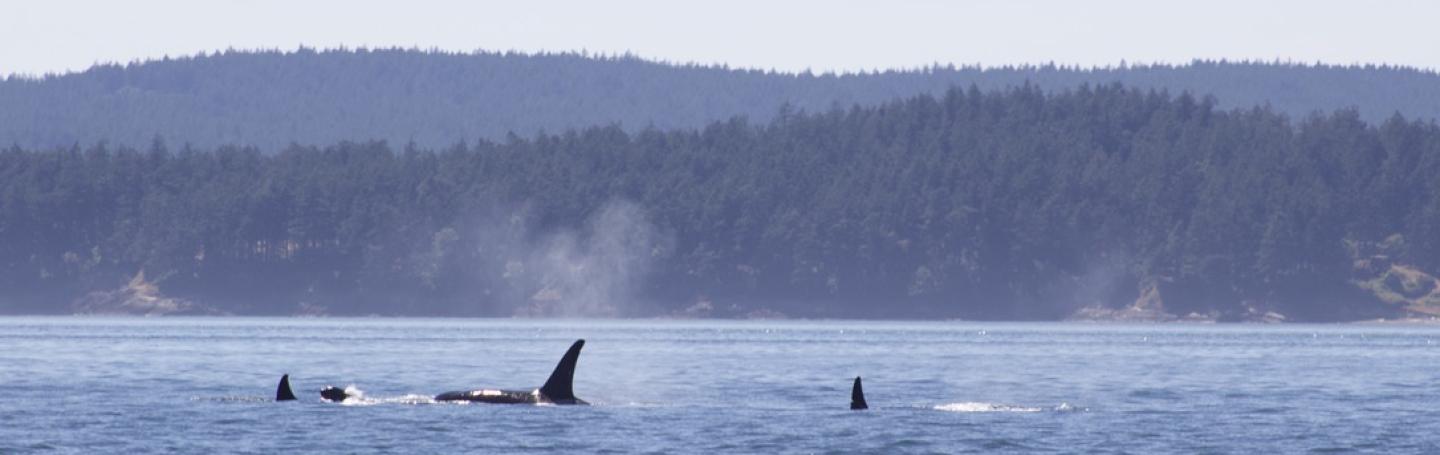 T65A's in Rosario Strait Bigg's Orcas