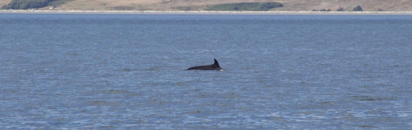 Minke Whale feeding at Salmon Bank Minke Whale