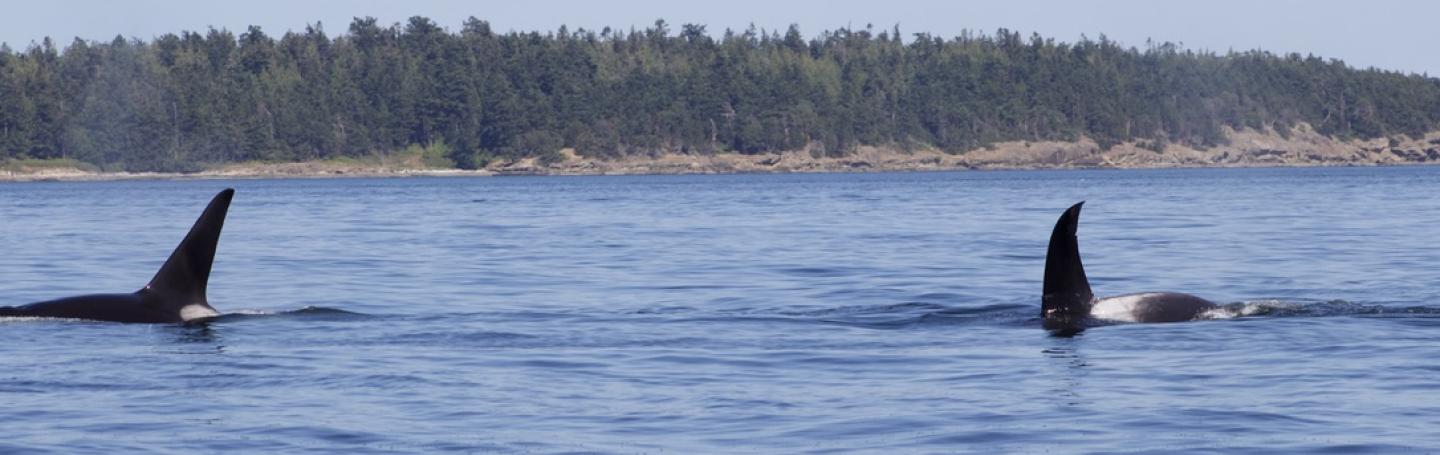 T19B and T19C travel near Patos Island Bigg's Orcas