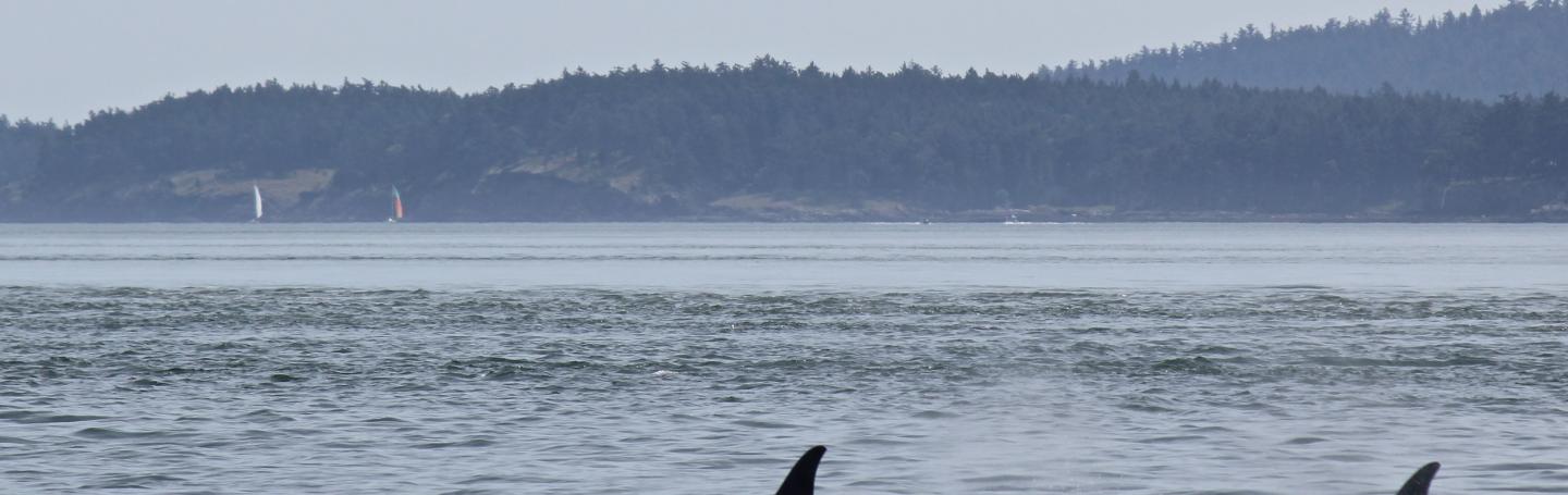 Bigg’s Killer Whales Bigg’s Killer Whales