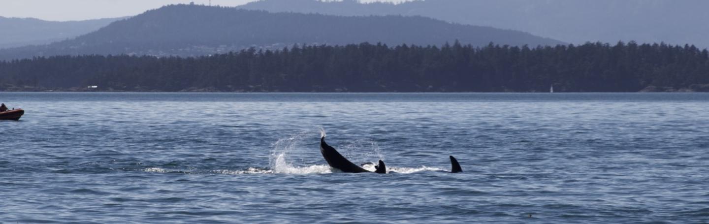 T65A's play near Turn Point Bigg's Orcas