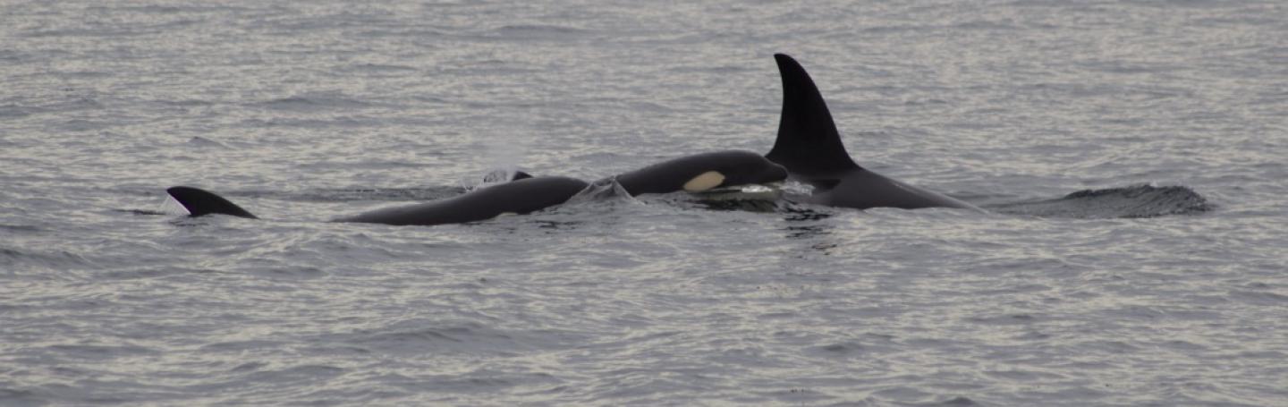 Bigg's Orcas Bigg's Orcas