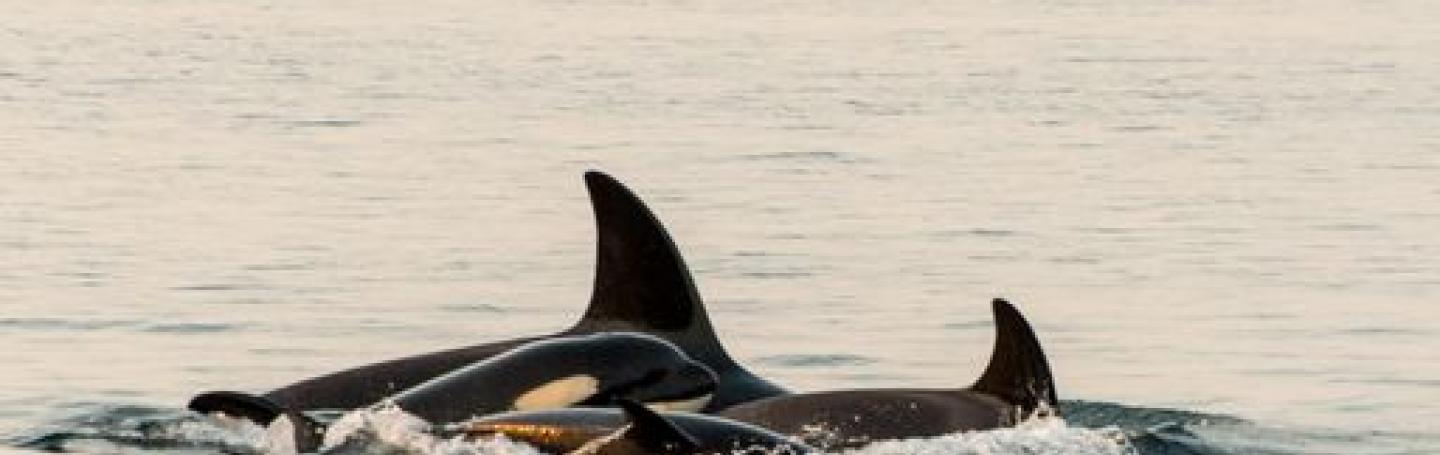 Bigg’s Killer Whale Bigg’s Killer Whale