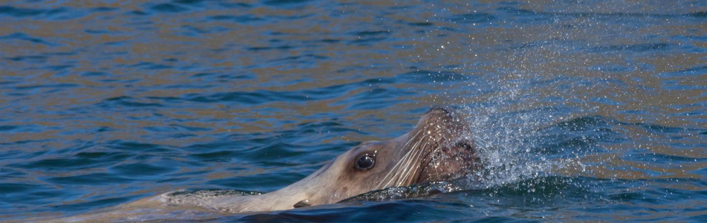 Stellar Sea Lion near San Juan Island