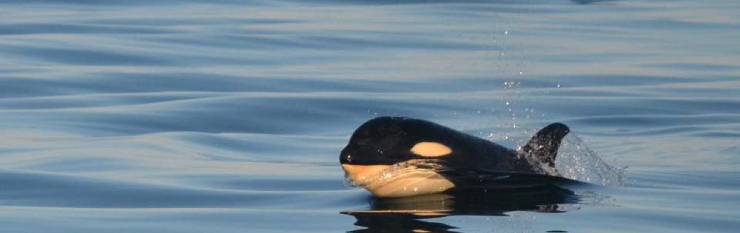 Bigg's Killer Whale Bigg's Killer Whale