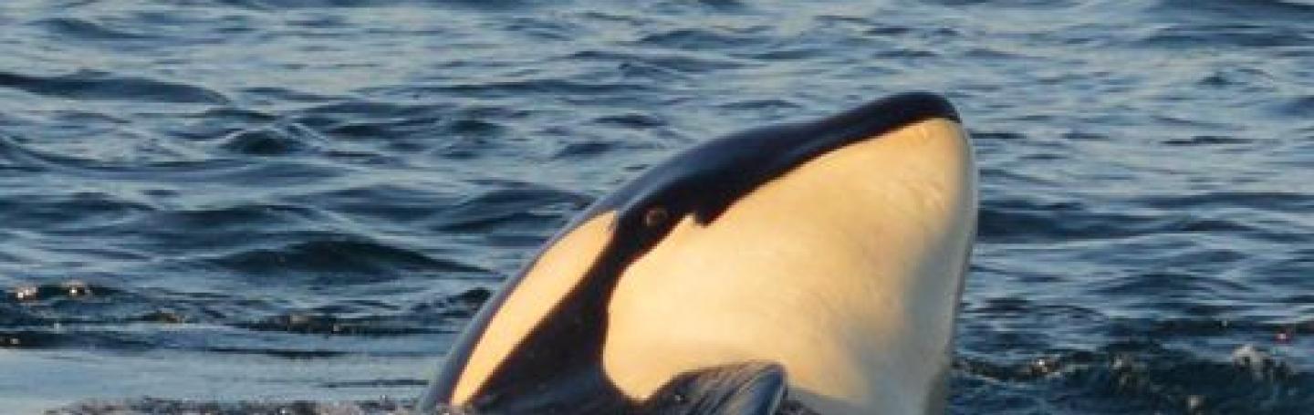 Bigg's Killer Whales Swim San Juan Island Transient Orcas at Sunset