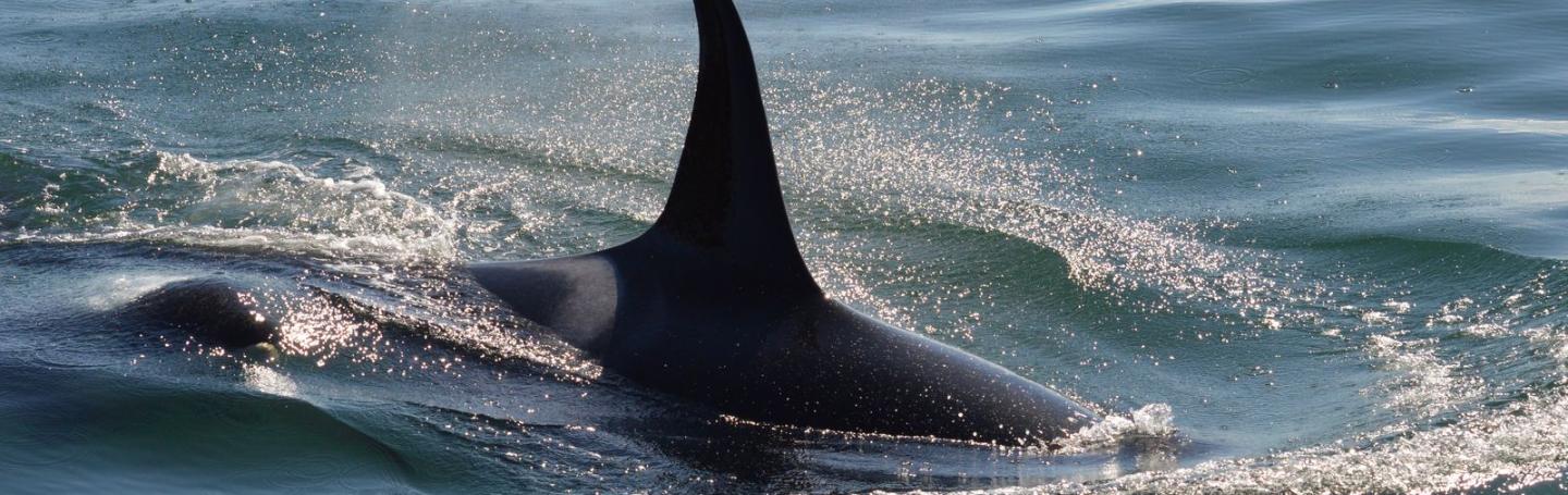 Bigg's Killer Whale Bigg's Killer Whale
