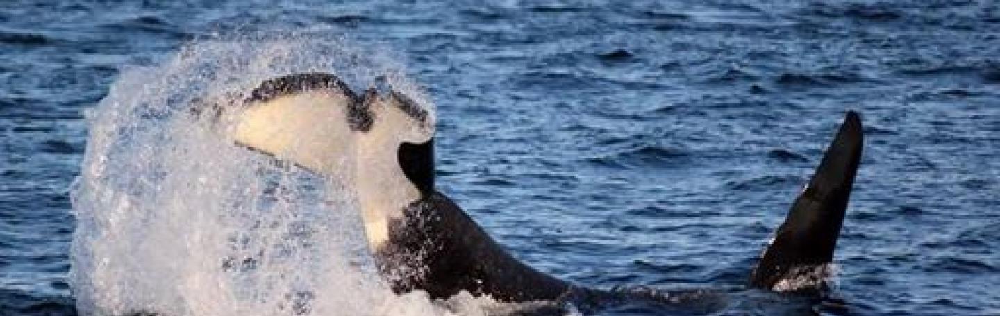 Orcas moving as a family Bigg's Killer Whales playing in the Strait