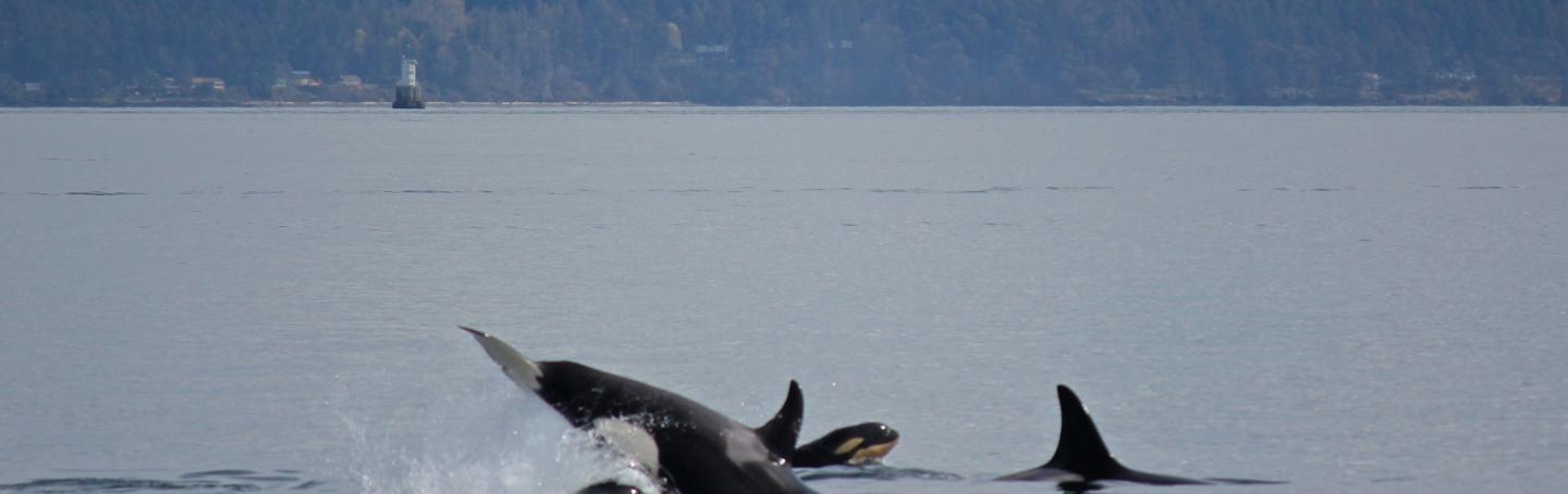 Orcas hunting together Bigg's Killer whales playing