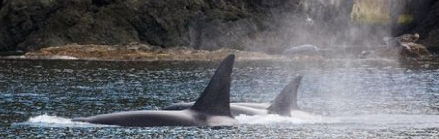 2 Bigg's Killer Whales Hugging the Shoreline Transient Killer Whales Near Henry Island