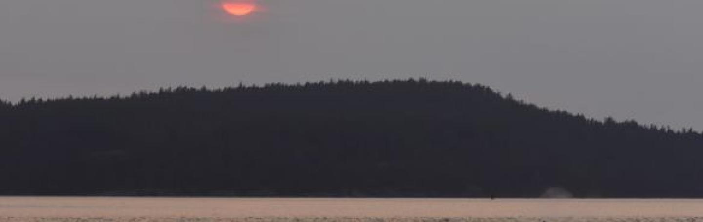 Transient Orcas near Shaw island Bigg's killer whales and a fiery sunset