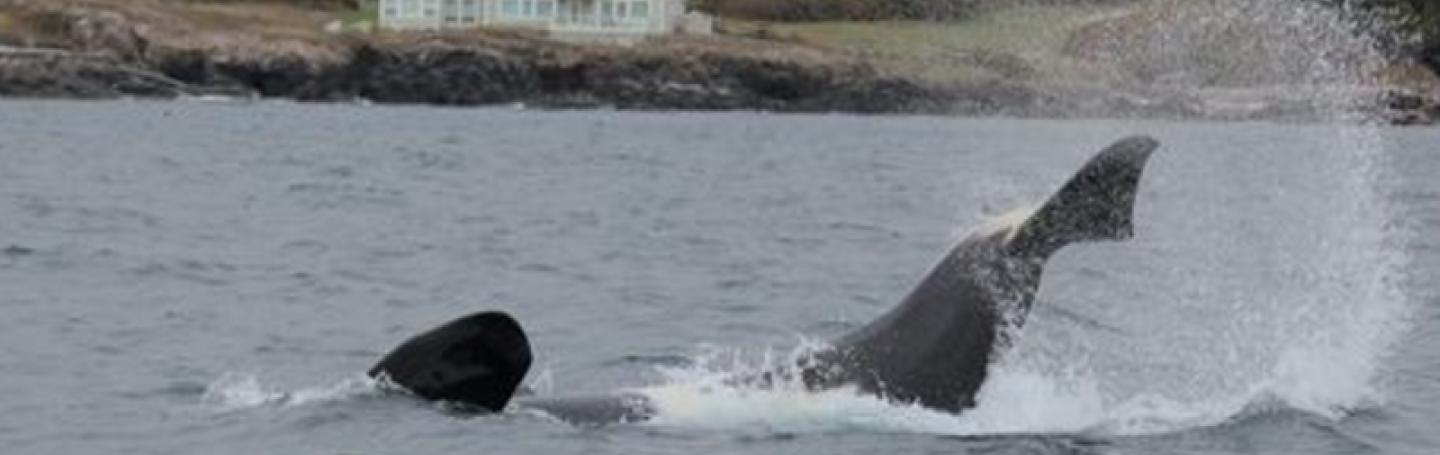 Socializing Bigg's Killer Whales Playful Bigg's Killer Whales