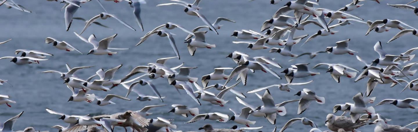 Migratory Sea Birds near Seattle with San Juan Safaris
