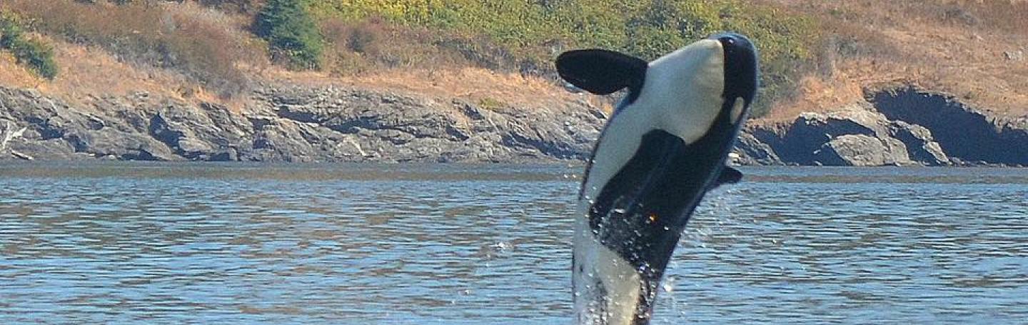 Seattle Orca Whale Watching near San Juan Island