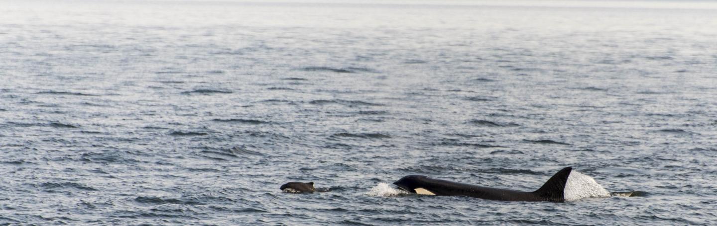 Bigg's Orca hunting Bigg's Orca