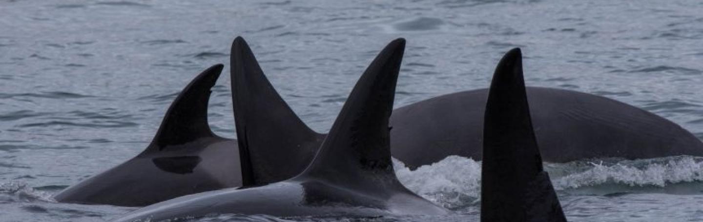 Bigg's Killer Whales on the West Side!