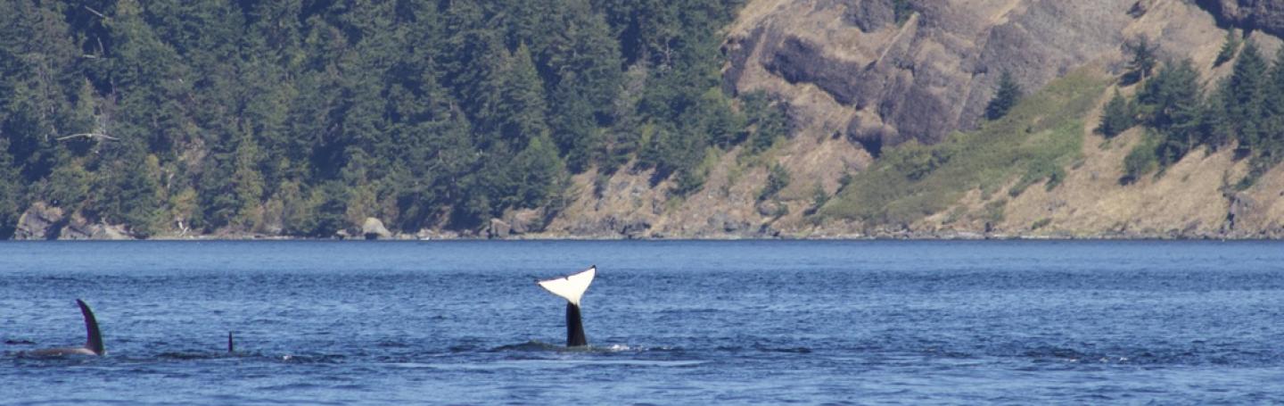 Bigg's Orcas
