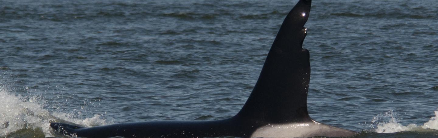 Chainsaw- T063 Strait of Georgia 4/28/18 P.C. Sarah McCullagh