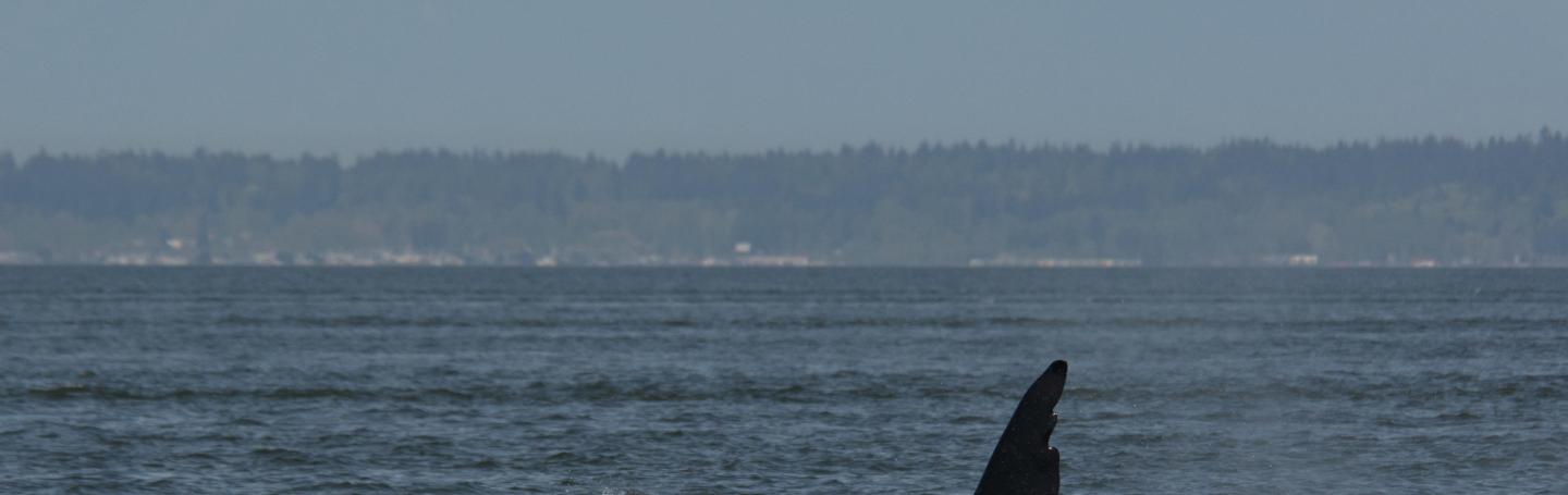 Bigg's Killer Whales Visit the Salish Sea "Chainsaw" in the Salish Sea