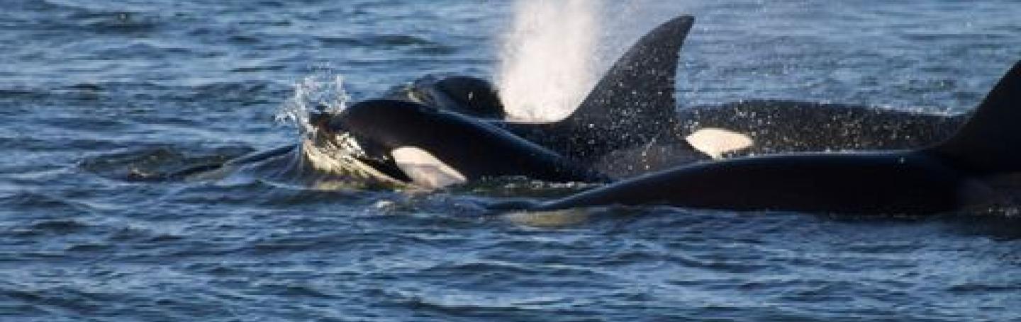 Bigg's Killer Whales and Rainbows!