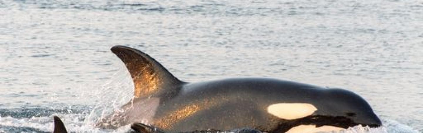 Bigg’s Killer Whale Bigg’s Killer Whale