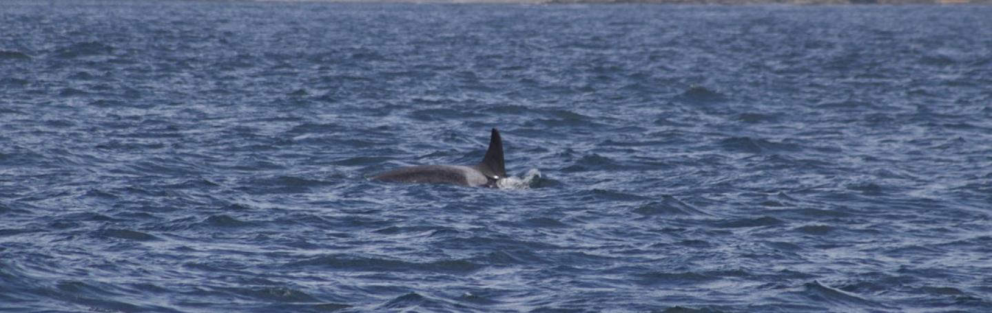Member of J pod fishing and harassing a Harbor Porpoise Southern Resident Killer Whale